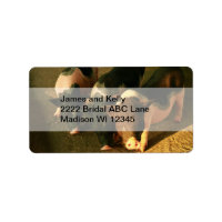 De drie kleine varkens