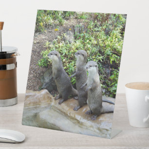 De drie musketiers: trio van kleine grijze otters, reclamebord met voetstuk