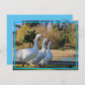 De drie tanden briefkaart (Voorkant / Achterkant)