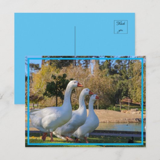 De drie tanden briefkaart (Voorkant / Achterkant)