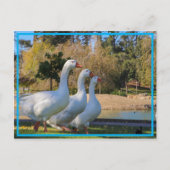 De drie tanden briefkaart (Voorkant)