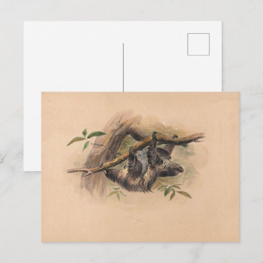 De drie-Toed Sloth van Joseph Wolf Briefkaart (Voorkant / Achterkant)