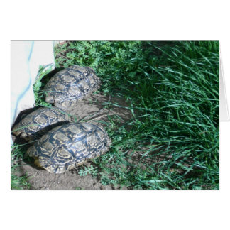 De drie Tortoises-kaart