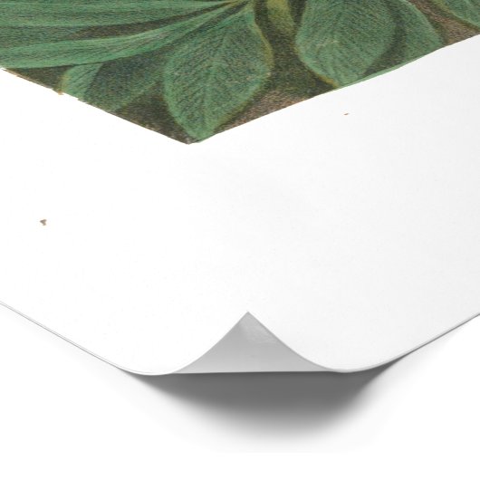 De drie witte kittens - vrede - O.S. sc., Currier Poster (Hoek)