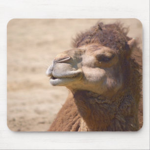 De dromedarische kameel - Mousepad Muismat