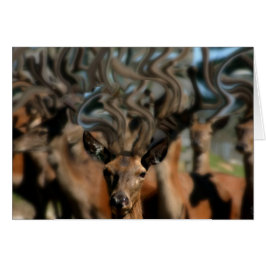 De dromen van de Der