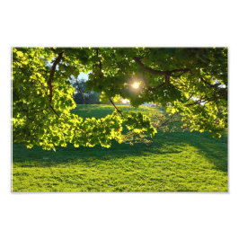 De droom van een boom foto afdruk