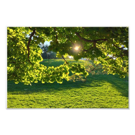 De droom van een boom foto afdruk (Voorkant)