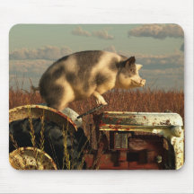 De droom van een varken