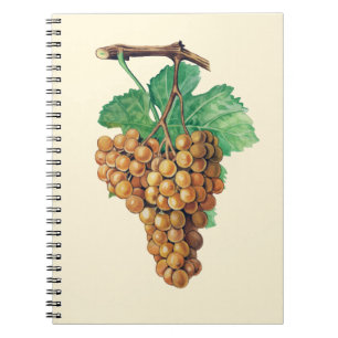 De druiven "terret blanc", kleur: botercrème notitieboek