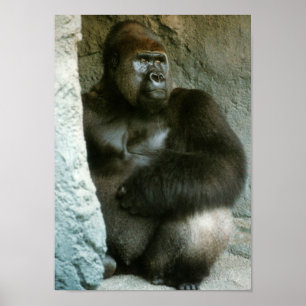 De Druk van de Gorilla van Silverback Poster