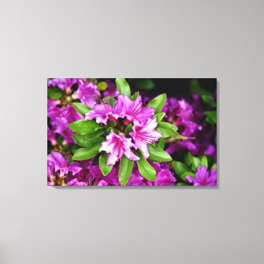 De Druk van het Canvas van Azelia (Voorkant)