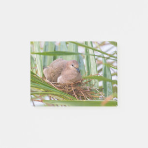 De duif breidt zich uit tussen palmbladeren.JPG Post-it® Notes