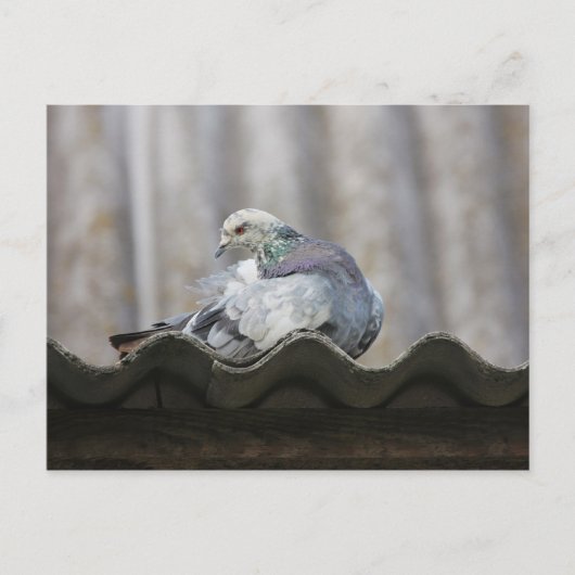De duif op het dak. briefkaart (Voorkant)