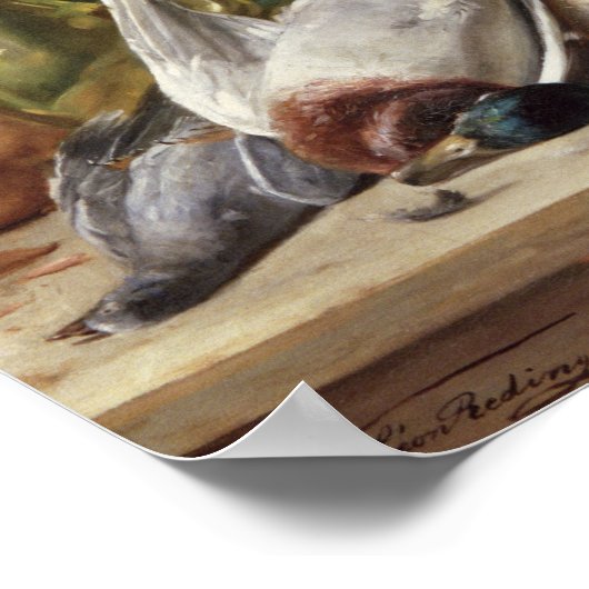 De duif plukken poster (Hoek)