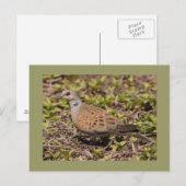 De Duif van de schildpad Briefkaart (Voorkant / Achterkant)