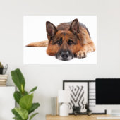 De Duitse herder ligt op een witte achtergrond Poster (Thuiskantoor)