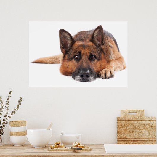 De Duitse herder ligt op een witte achtergrond Poster (Keuken)