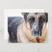 De Duitse herderdij dekt sneeuw Briefkaart (Voorkant / Achterkant)