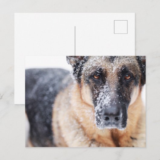 De Duitse herderdij dekt sneeuw Briefkaart (Voorkant / Achterkant)