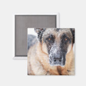 De Duitse herderdij dekt sneeuw Magneet (Voorkant / Achterkant)