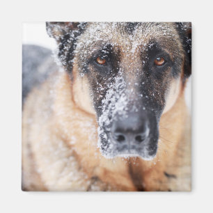 De Duitse herderdij dekt sneeuw Magneet