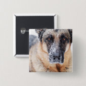 De Duitse herderdij dekt sneeuw Vierkante Button 5,1 Cm (Voorkant /achterkant)