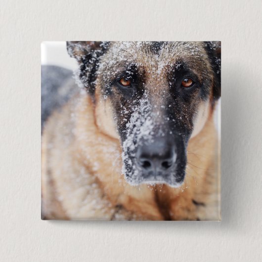 De Duitse herderdij dekt sneeuw Vierkante Button 5,1 Cm (Voorkant)