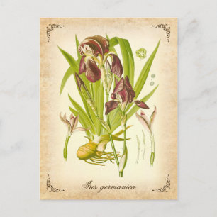 De Duitse iris - illustratie Briefkaart