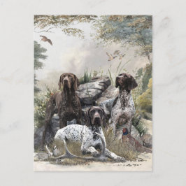 De Duitse kortharige pointer of Deutsch Kurzhaar Briefkaart