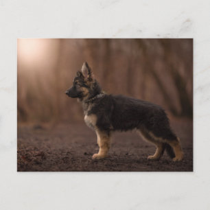 De Duitse Shepherd puppy op dienst. Briefkaart