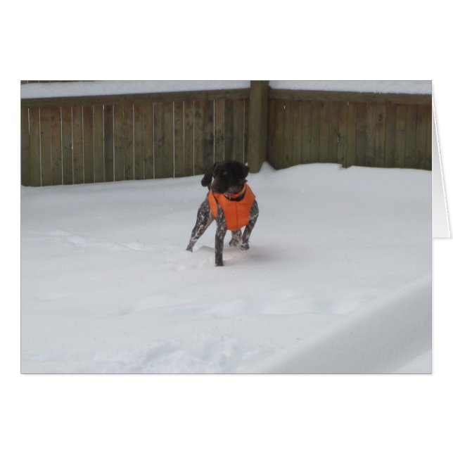 De Duitse Shorthaired Pointer in de sneeuw (Voorkant Horizontaal)