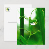 De Dwaas, Tarot in Natuurmeditatie Briefkaart (Voorkant / Achterkant)
