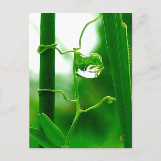 De Dwaas, Tarot in Natuurmeditatie Briefkaart (Voorkant)