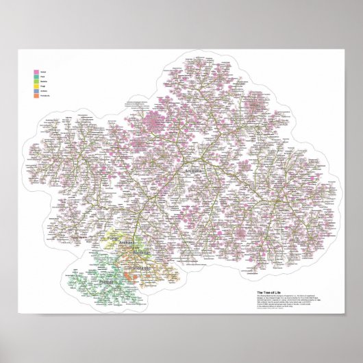 De echte levensboom poster (Voorkant)