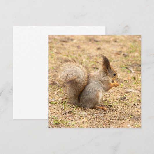 De eekhoorn eet een moerfoto (Voorkant / Achterkant)