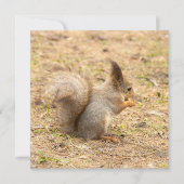 De eekhoorn eet een moerfoto (Voorkant)