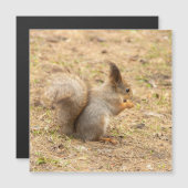 De eekhoorn eet een moerfoto (Voorkant / Achterkant)