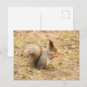 De eekhoorn eet een moerfoto briefkaart (Voorkant / Achterkant)