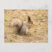 De eekhoorn eet een moerfoto briefkaart (Voorkant)