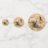 De eekhoorn eet een moerfoto confetti (Voorkanten)