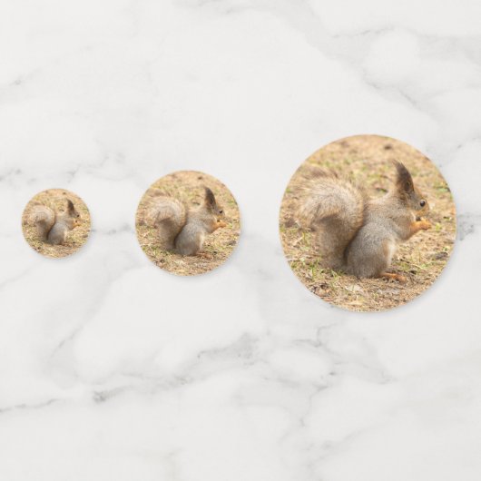 De eekhoorn eet een moerfoto confetti (Achterkanten)