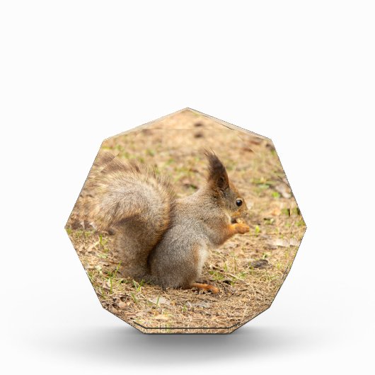 De eekhoorn eet een moerfoto fotoblokken (Voorkant)