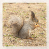 De eekhoorn eet een moerfoto glazen onderzetter (Voorkant)