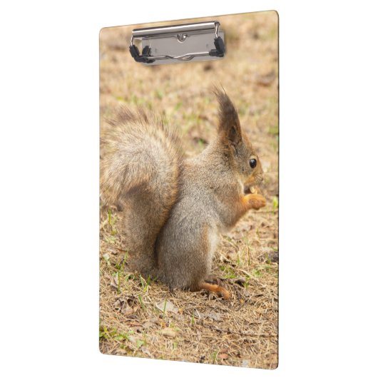 De eekhoorn eet een moerfoto klembord (Links)