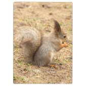 De eekhoorn eet een moerfoto klembord (Achterkant)