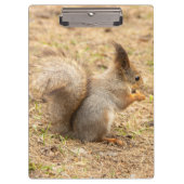 De eekhoorn eet een moerfoto klembord (Voorkant)