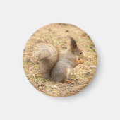 De eekhoorn eet een moerfoto magneet (Voorkant)