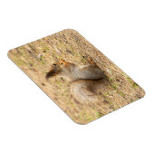 De eekhoorn eet een moerfoto magneet (Rechterzijde)
