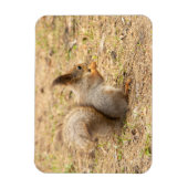 De eekhoorn eet een moerfoto magneet (Verticaal)